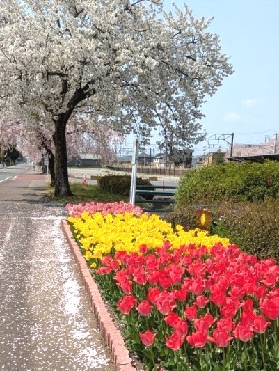 株式会社星産業　お花見