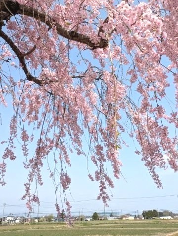 株式会社星産業　お花見